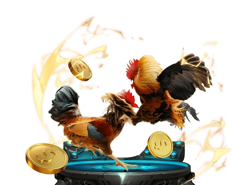 Hình ảnh gà chọi truyền thống Việt Nam